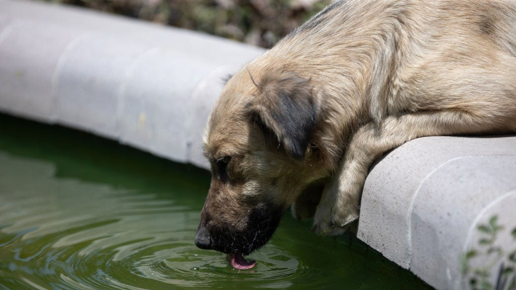 A dog drinks from a fountain.
