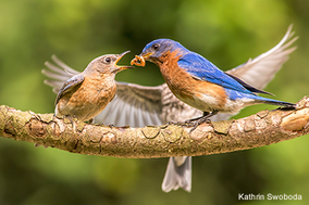 birds
