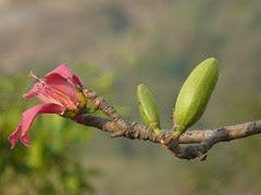 ngio pong daeng (Thai: งิ้วปงแดง)