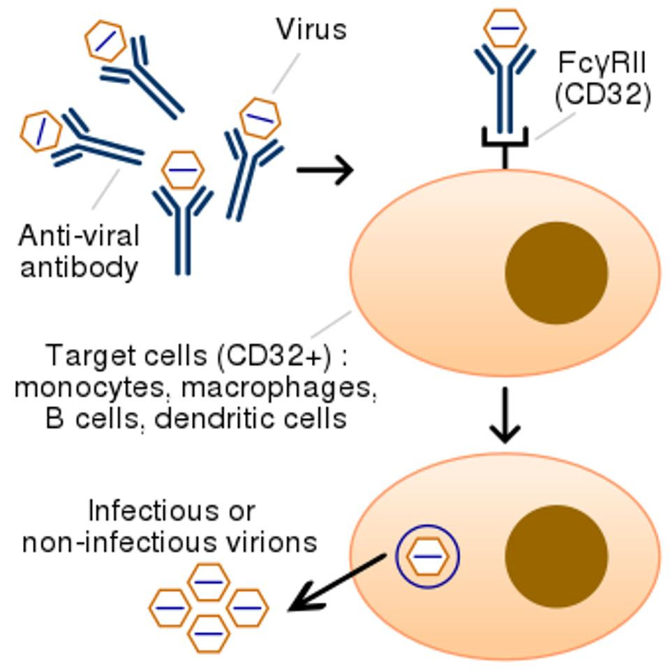 Antibody-dependent enhancement