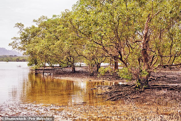 Pictured, mangrove trees which naturally produce the chemicals that are thought to be able to reverse the process of balding
