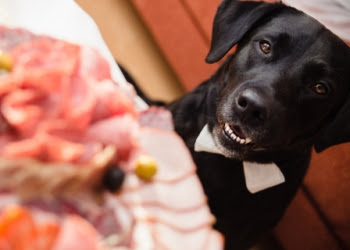 6 Thanksgiving Foods That Are Bad for Cats and Dogs
