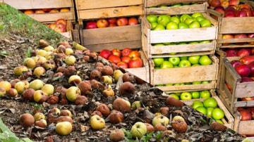 Nuevas tecnologías pueden evitar el desperdicio de fruta