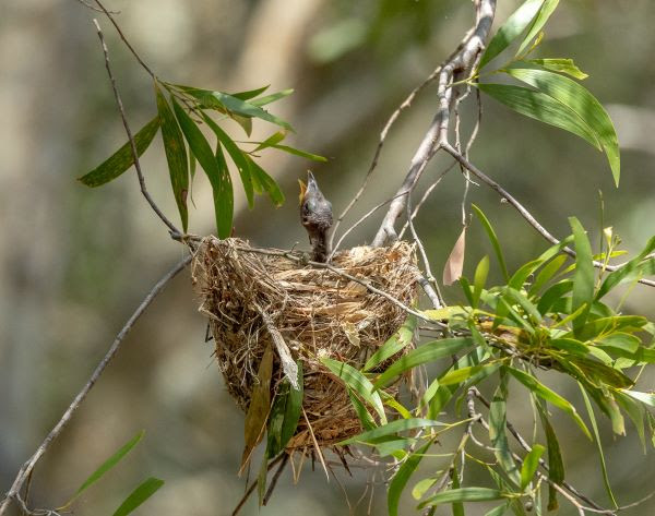 Noisy Friarbird chick in nest