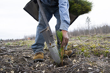 close-up of jack pine seedling being planted