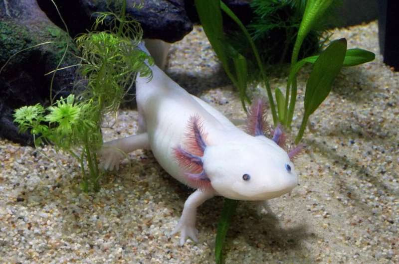 axolotl