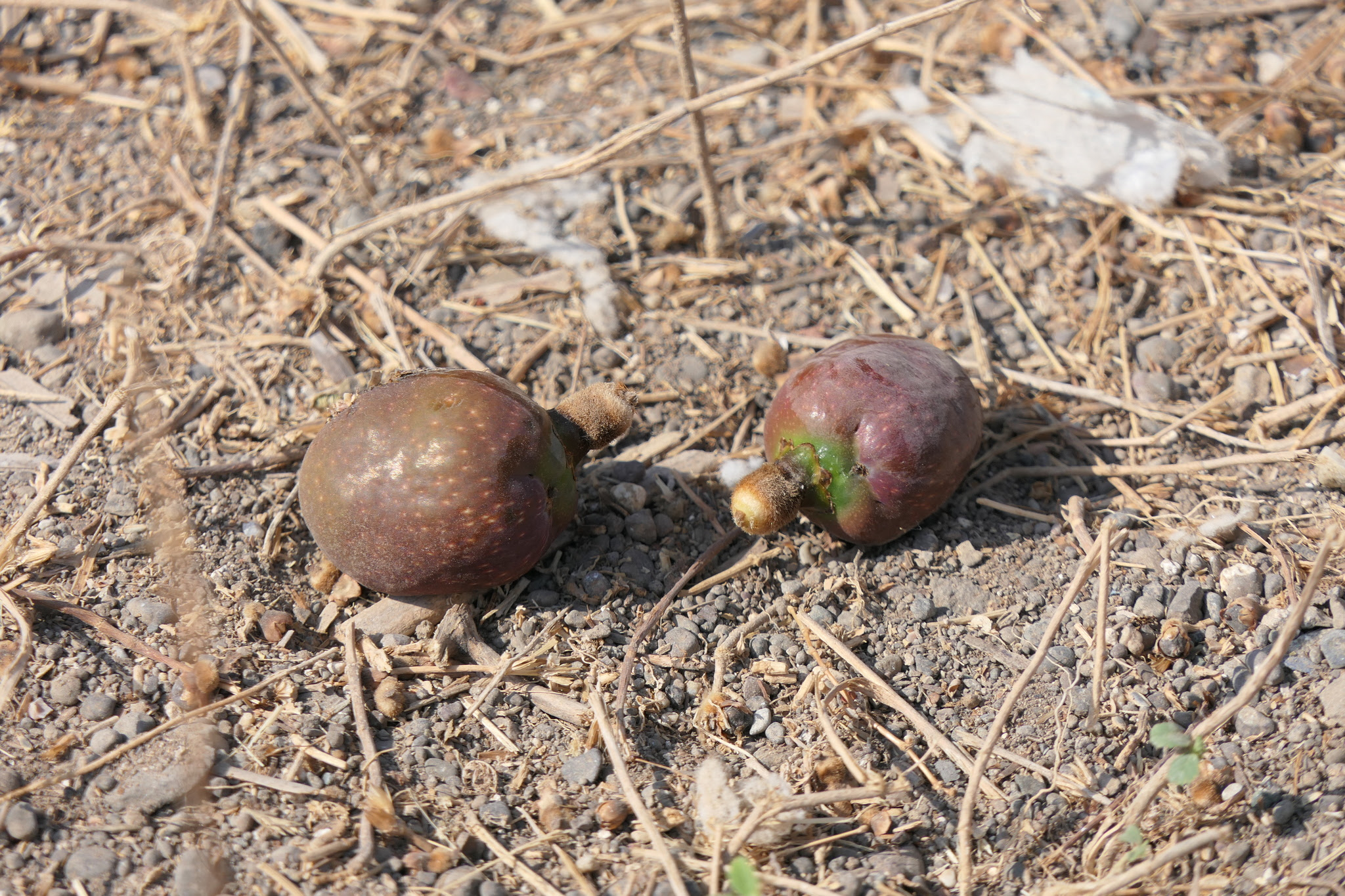 Hyphaene dichotoma (D.White bis ex Nimmo) Furtado