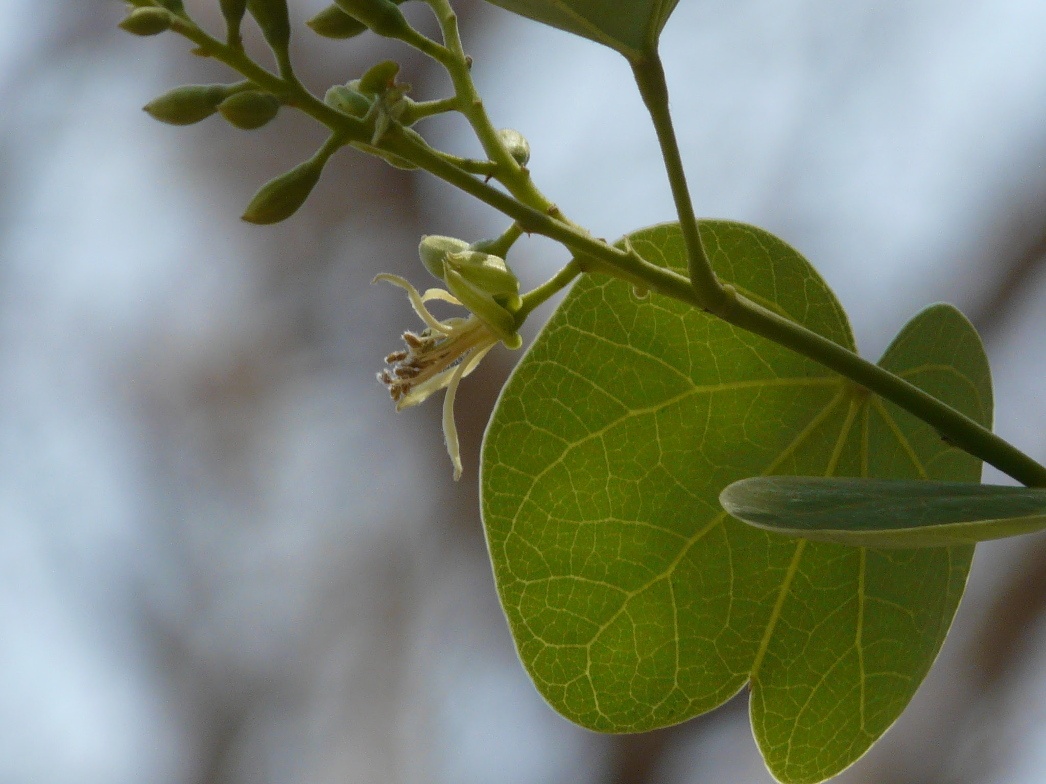 Bauhinia racemosa Lam.