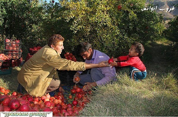 موسم قطف الرمان في لورستان