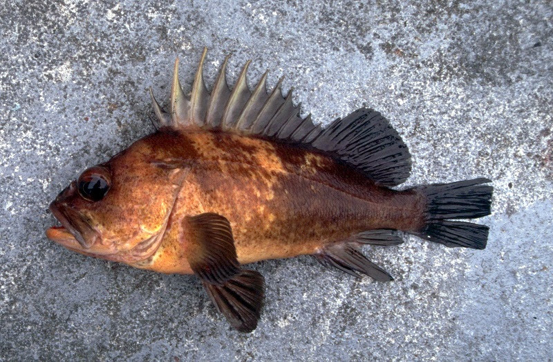 A quillback rockfish, out of the water and placed on a rock.