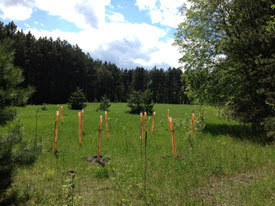 Field with completed habitat work