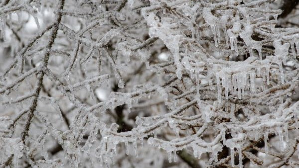 Ice and snow encase tree branches in a wintry closeup image