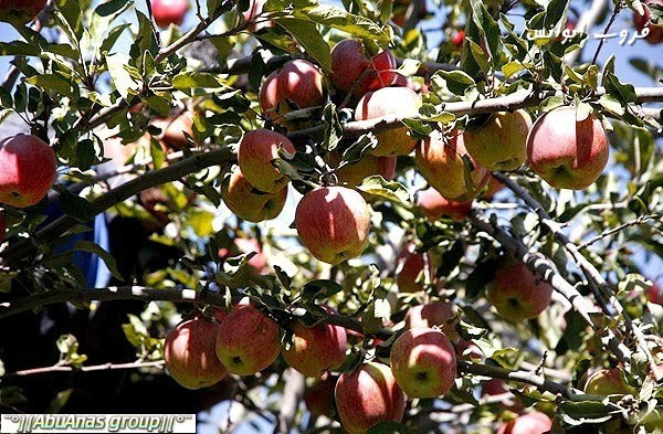 موسم قطف التفاح في جبال دماوند