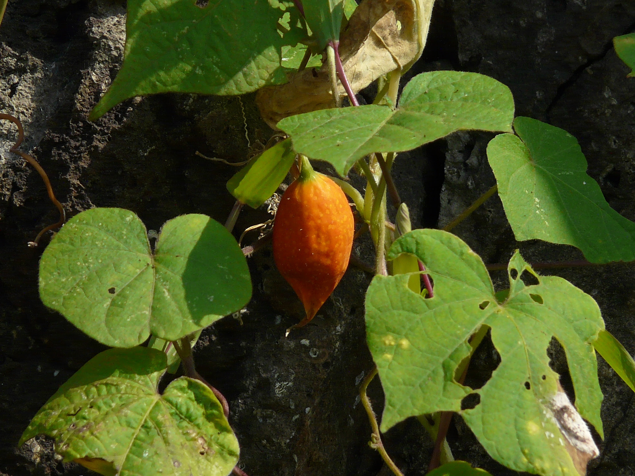 Coccinia grandis (L.) Voigt