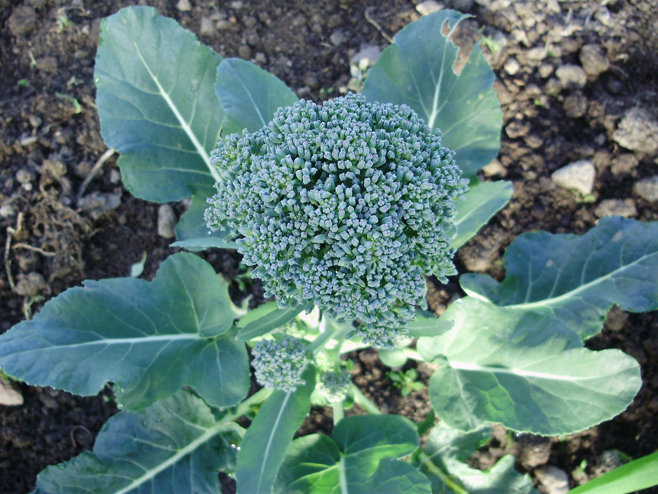 Calabrese broccoli 'Green Magic' - central head ready for cutting