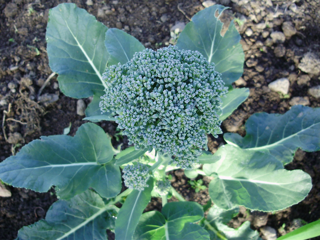 Calabrese broccoli 'Green Magic' - central head ready for cutting Calabrese broccoli 'Green Magic' - central head ready for cutting