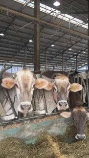 Caldo: Coldiretti, -10% latte con mucche stressate dall’afa