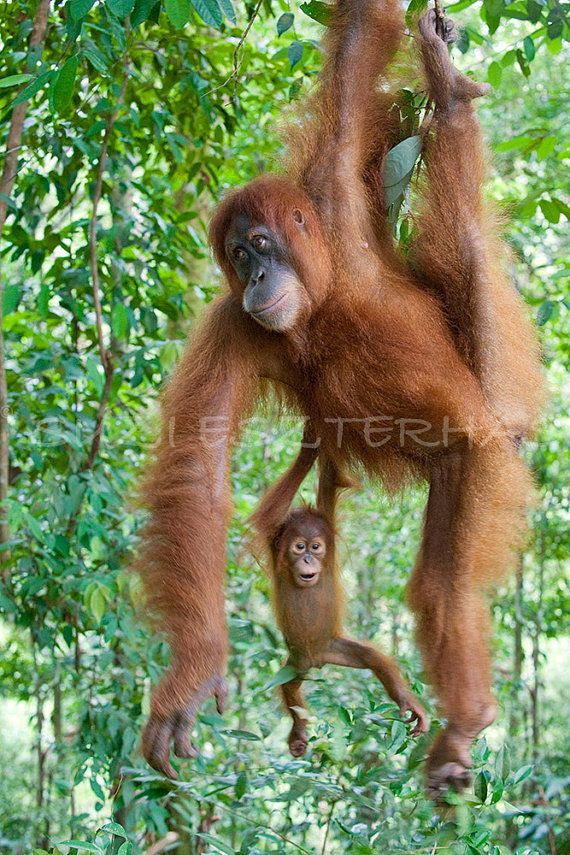 Orangutan infant holding on to mom.jpg