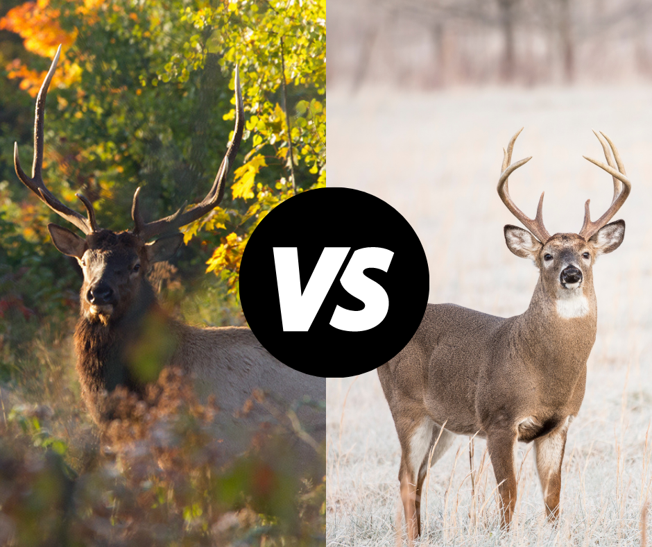 Don't shoot an elk during gun deer season. Know your target.