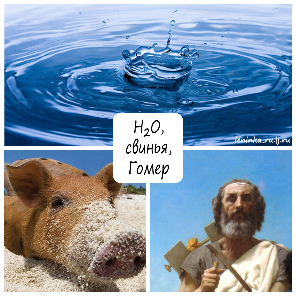 h20, Гомер, свинья