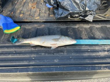 dead white fish on top of a blue measuring tape