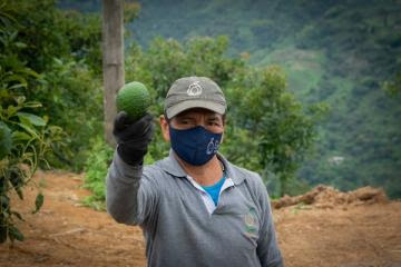 FAO: Colombia es el tercer productor mundial de paltas