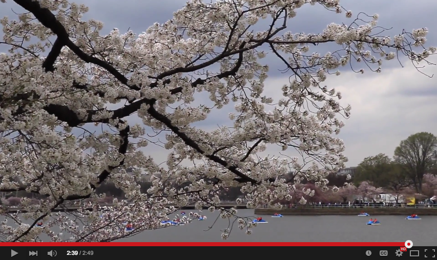 Cherry blossoms on Tidal Basin