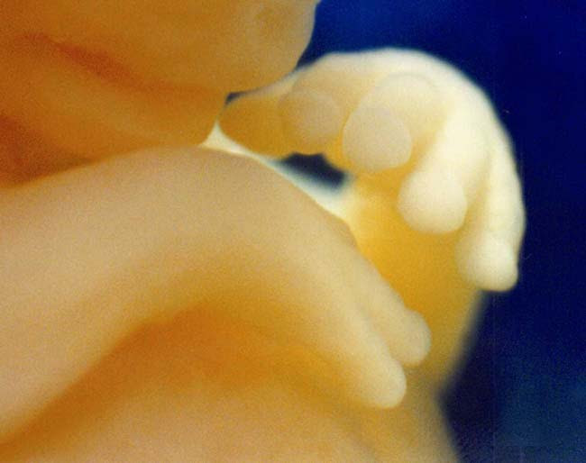 مراحل تكوين الجنين بالصور----- تبارك الله احسن الخالقين Fig09hands7
