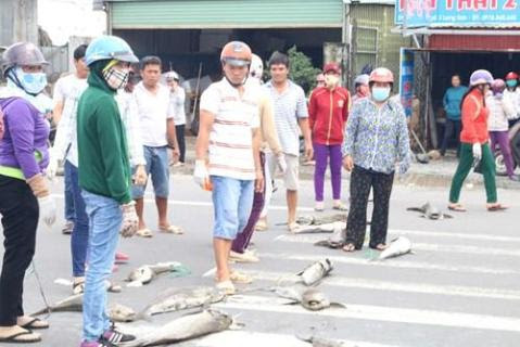 Người dân mang xác cá chết đổ ra quốc lộ, đường đi Vũng Tàu tắc nghẽn - ảnh 5