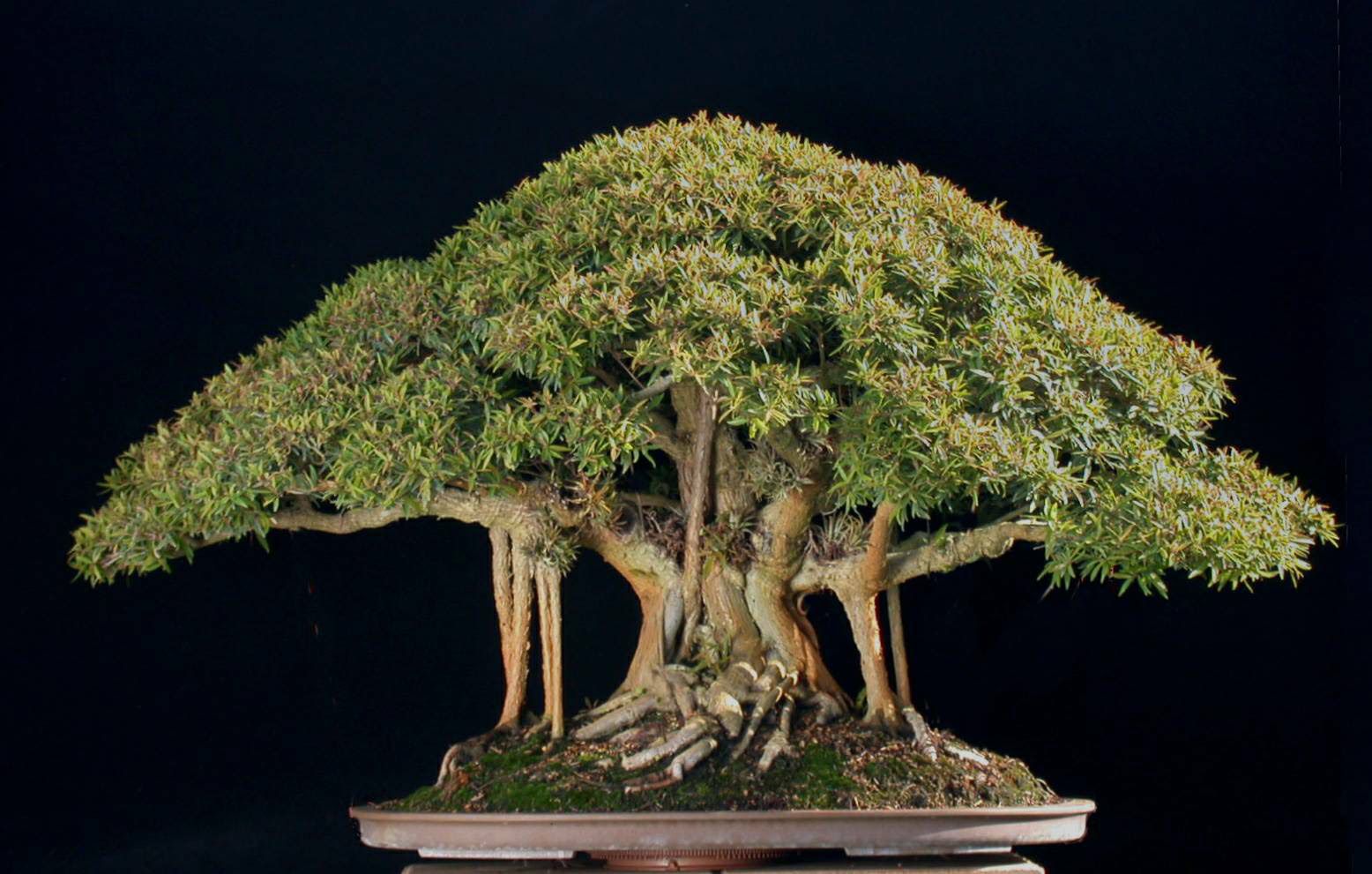 Image result for japan bonsai