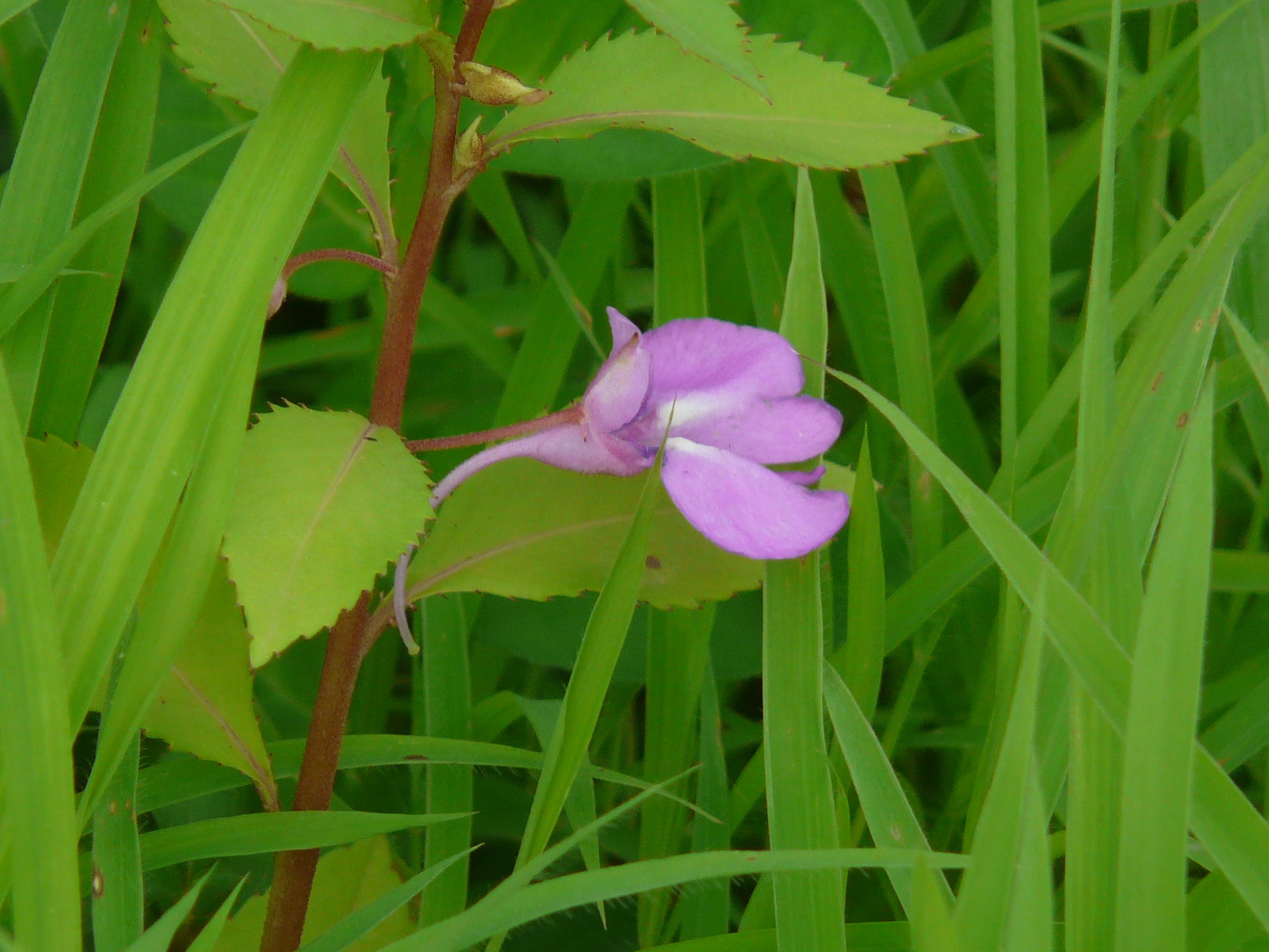 Impatiens balsamina L.