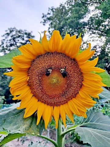 Sunflower-perfect-timing