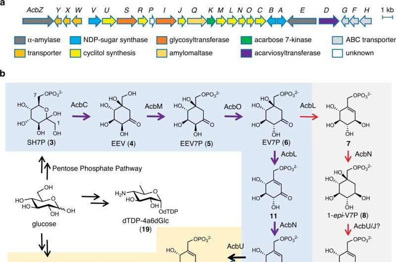 Research reveals how key diabetes drug is made in nature