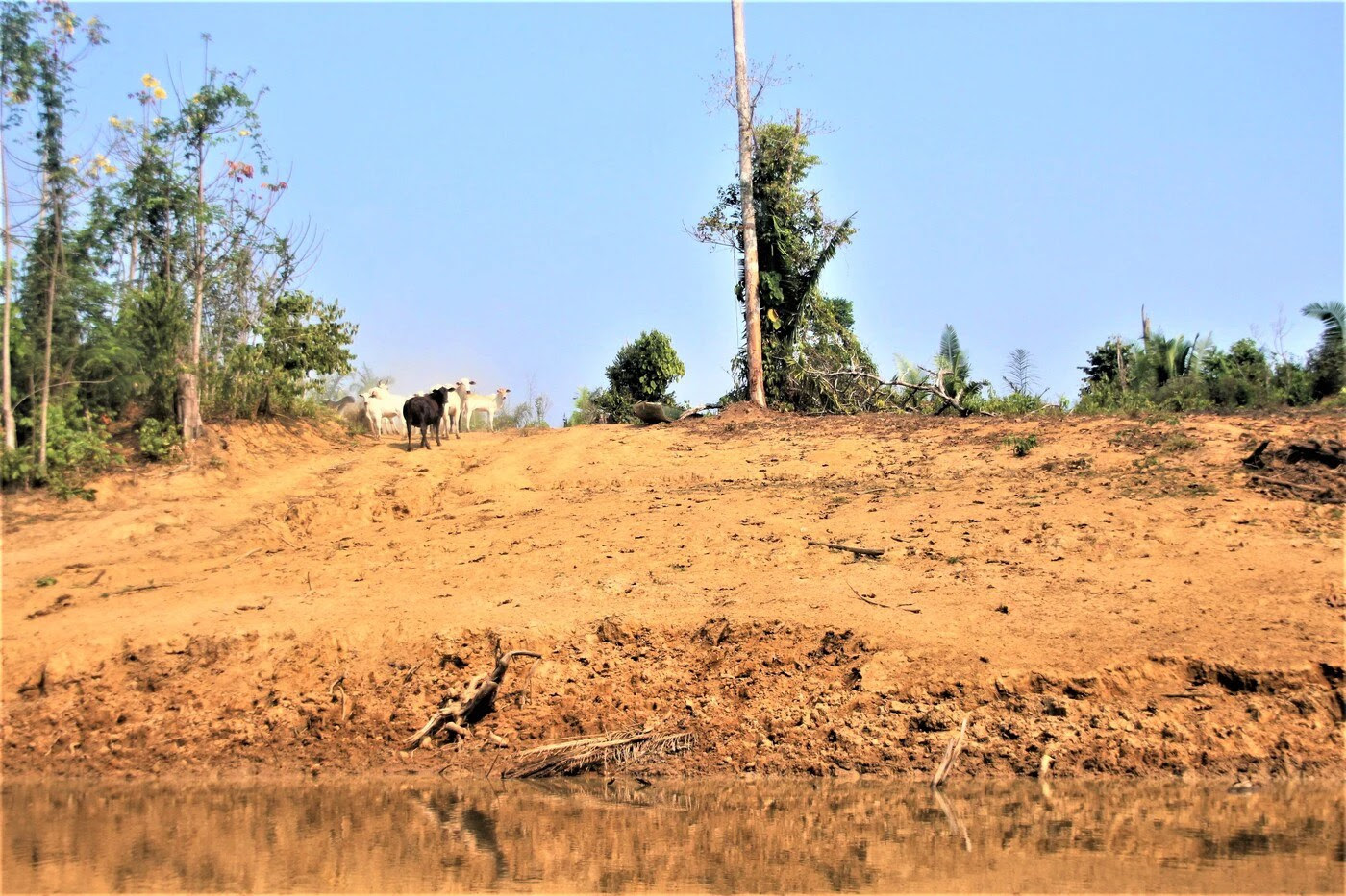 Bois em fazenda ilegal na Resex Jacy-Paraná, à beira do rio de mesmo nome