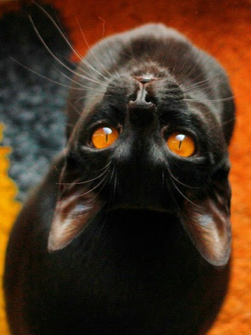 Cat-Orange-Eyes-Upside-Down