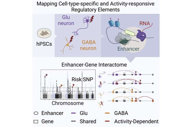 A stem cell model could help unravel the complex biology behind some psychiatric disorders