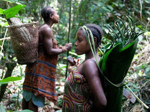 The Baka have lived sustainably in the central African rainforest for generations as hunter-gatherers