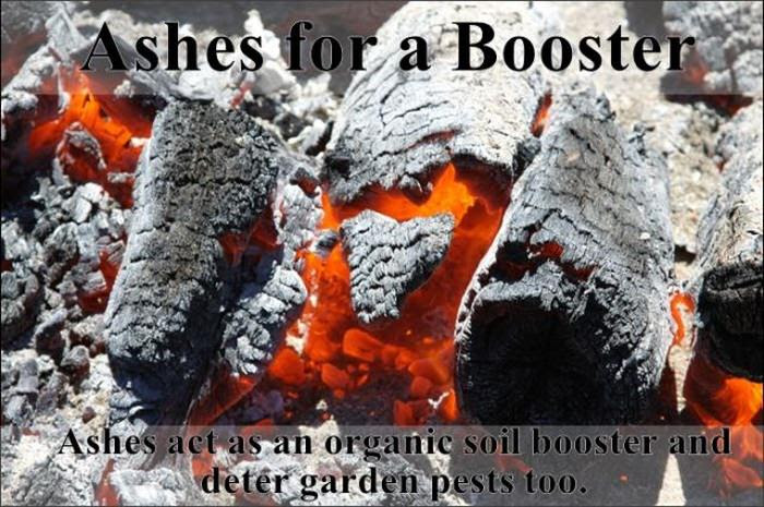 garden tips