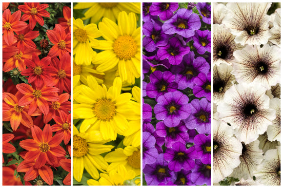 Fall flowers, bidens, daisy, calibrachoa, petunia