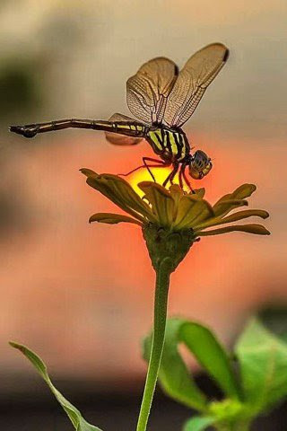 Dragonfly-on-Flower-sun