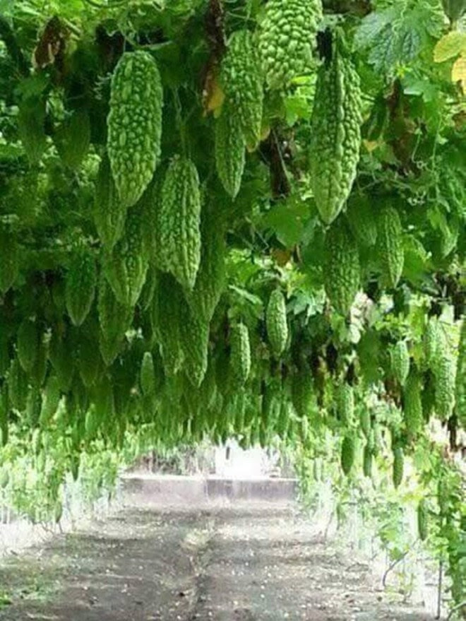 Mãn nhãn với những vườn cây cho ra trái trĩu trịt tưởng chỉ có trong mơ - Ảnh 20.