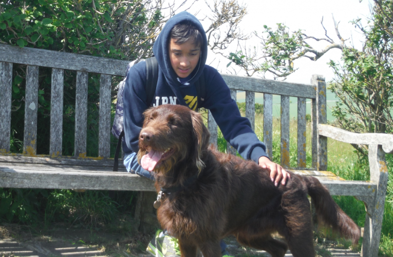 Surrey Police fight dog theft forensically