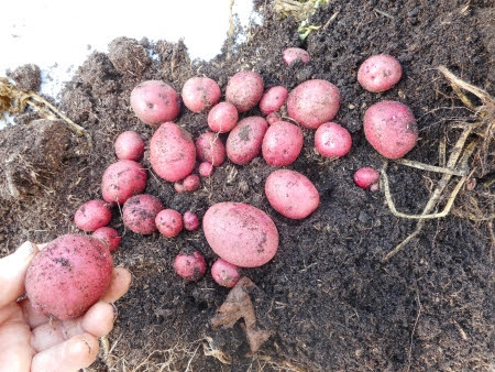 Red Duke of York - planted in pots in mid-August to give us some delicious new potatoes for Christmas