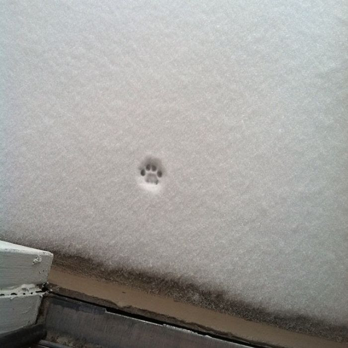 How My                                                           Cat Feels                                                           About Snow