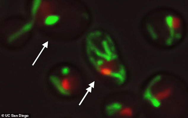 The UC San Diego scientists discovered that about half of yeast cells age as a matter of growing instability in the central part of the cell known as the nucleolus (red) becomes less stable while others age with growing dysfunction in the cells' energy center, the mitochondria (green). They engineered yeast cells to age along a whole new pathway, extending life