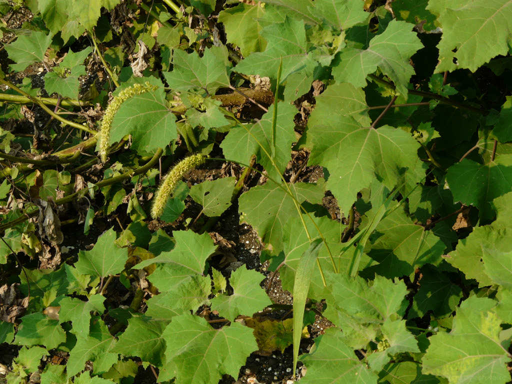 Setaria sp. ... for ID