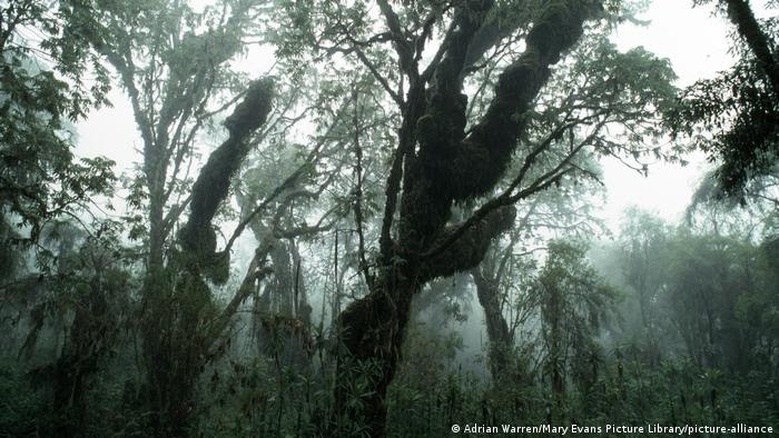 Sequoia africana, também chamada de kosso.
