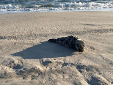 small seal laying in the sun on a sandy beach