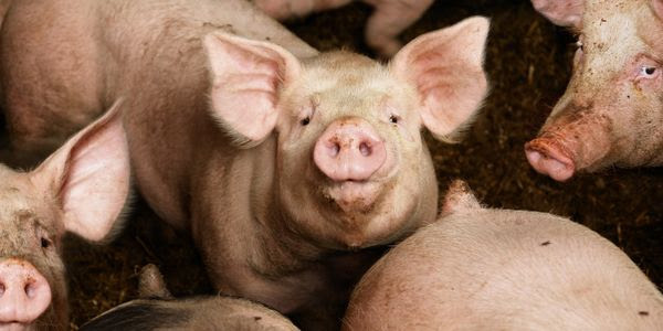 A pig in a factory farm looks up, helpless.