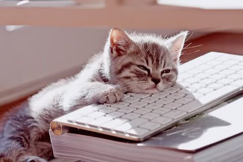 Cat-Keyboard